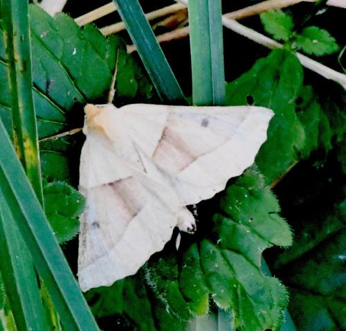 Crocallis elinguaria